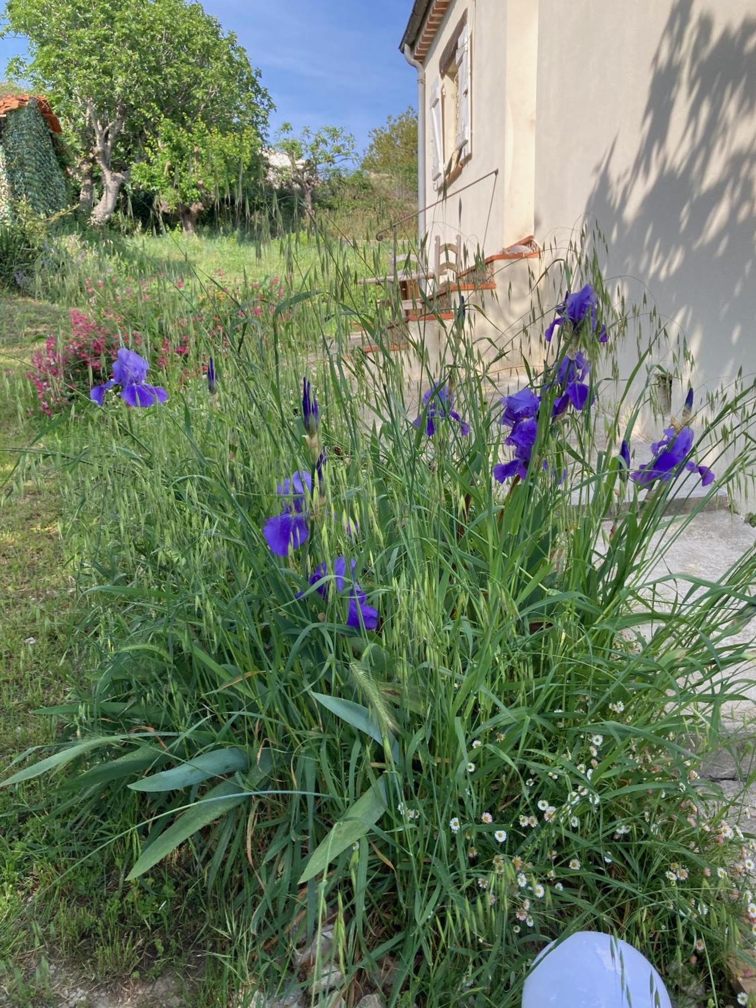 Les Figuiers